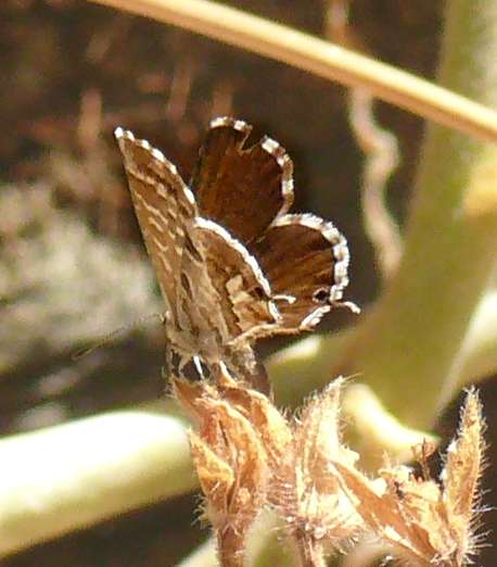 Cacyreus marshallii Cacyreus marshallii